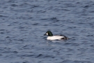 Schellente (Bucephala clangula)