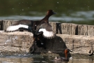 Moorente (Aythya nyroca)