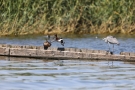 Graureiher (Ardea cinerea) und fliegende Moorente (Aythya nyroca) in Moos