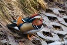 Mandarinenten-Männchen (Aix galericulata)