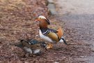 Mandarinenten-Pärchen (Aix galericulata)