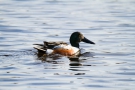 Löffelenten-Männchen (Anas clypeata)