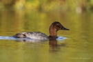 Tafelente (Aythya ferina)