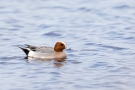 Pfeifente (Anas penelope) im Schwimmenden Moor