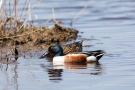 Löffelenten-Pärchen (Anas clypeata) im Schwimmenden Moor