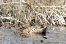 Löffelenten-Weibchen (Anas clypeata) im Schwimmenden Moor