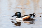 Löffelenten-Erpel (Anas clypeata) im Schwimmenden Moor