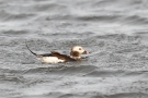 Eisente (Clangula hyemalis) im Odinsloch bei Meldorf