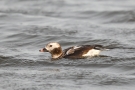 Eisente (Clangula hyemalis) im Odinsloch bei Meldorf