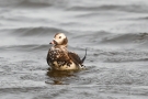 Eisente (Clangula hyemalis) im Odinsloch bei Meldorf
