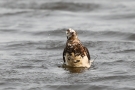Eisente (Clangula hyemalis) im Odinsloch bei Meldorf