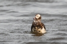 Eisente (Clangula hyemalis) im Odinsloch bei Meldorf