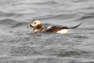 Eisente (Clangula hyemalis) im Odinsloch bei Meldorf