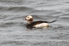 Eisente (Clangula hyemalis) im Odinsloch bei Meldorf