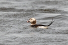 Eisente (Clangula hyemalis) im Odinsloch bei Meldorf