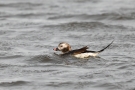 Eisente (Clangula hyemalis) im Odinsloch bei Meldorf
