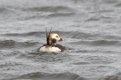 Eisente (Clangula hyemalis) im Odinsloch bei Meldorf