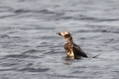 Eisente (Clangula hyemalis) im Odinsloch bei Meldorf