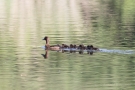 Reiherente (Aythya fuligula) mit Küken