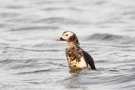 Eisente (Clangula hyemalis) im Odinsloch bei Meldorf