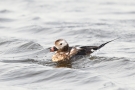 Eisente (Clangula hyemalis) im Odinsloch bei Meldorf