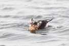 Eisente (Clangula hyemalis) im Odinsloch bei Meldorf