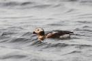 Eisente (Clangula hyemalis) im Odinsloch bei Meldorf