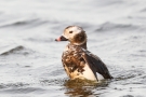 Eisente (Clangula hyemalis) im Odinsloch bei Meldorf