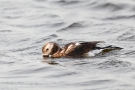 Eisente (Clangula hyemalis) im Odinsloch bei Meldorf