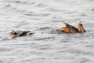 Eisente (Clangula hyemalis) und Löffelente (Anas clypeata) am Odinsloch bei Meldorf