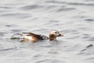 Eisente (Clangula hyemalis) im Odinsloch bei Meldorf