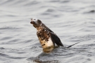 Eisente (Clangula hyemalis) im Odinsloch bei Meldorf