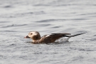 Eisente (Clangula hyemalis) im Odinsloch bei Meldorf