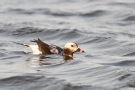 Eisente (Clangula hyemalis) im Odinsloch bei Meldorf