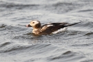 Eisente (Clangula hyemalis) im Odinsloch bei Meldorf
