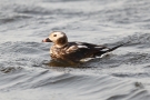 Eisente (Clangula hyemalis) im Odinsloch bei Meldorf