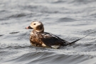 Eisente (Clangula hyemalis) im Odinsloch bei Meldorf