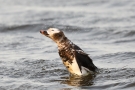 Eisente (Clangula hyemalis) im Odinsloch bei Meldorf