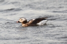 Eisente (Clangula hyemalis) im Odinsloch bei Meldorf