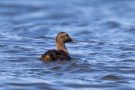 Eiderenten-Weibchen (Somateria mollissima) Nähe Stakendorfer Strand