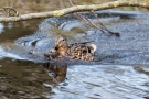 Stockente (Anas platyrhynchos) mit Frosch auf der Nette