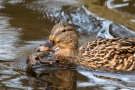 Stockente (Anas platyrhynchos) mit Frosch auf der Nette