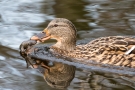 Stockente (Anas platyrhynchos) mit Frosch auf der Nette