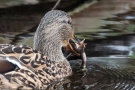 Stockente (Anas platyrhynchos) mit Frosch auf der Nette