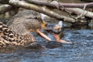 Stockente (Anas platyrhynchos) mit Frosch auf der Nette