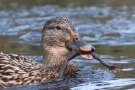 Stockente (Anas platyrhynchos) mit Frosch auf der Nette