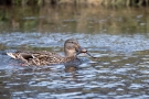 Stockente (Anas platyrhynchos) mit Frosch auf der Nette
