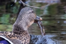 Stockente (Anas platyrhynchos) mit Frosch auf der Nette