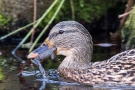 Stockente (Anas platyrhynchos) mit Frosch auf der Nette