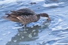 Bahamaente (Anas bahamensis)